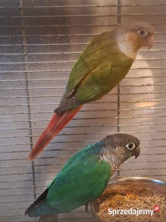 Papugi rudosterki małopolskie