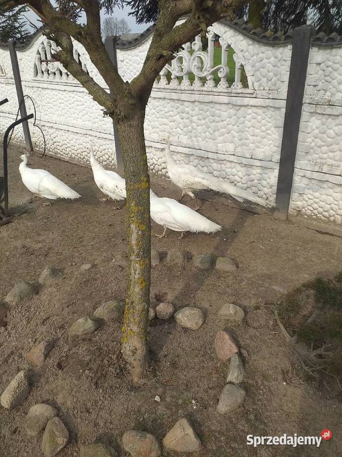 Jaja legowe pawi krolewskich Siedlce