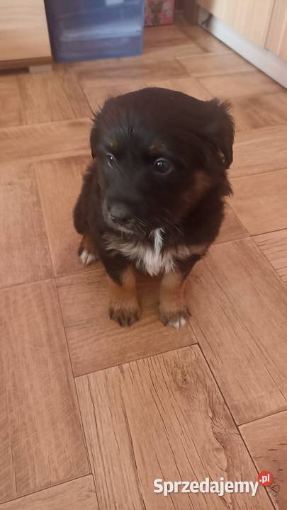 Oddam pieski w ręce opolskie Opole