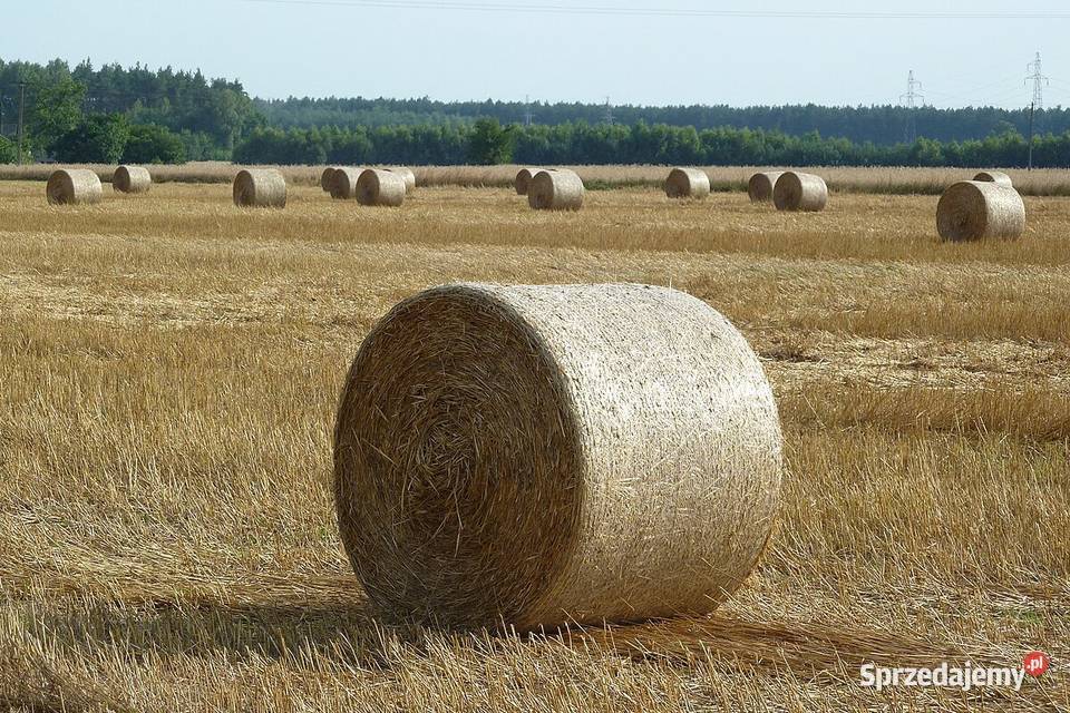 bale słomy 120 świętokrzyskie Nowy Korczyn