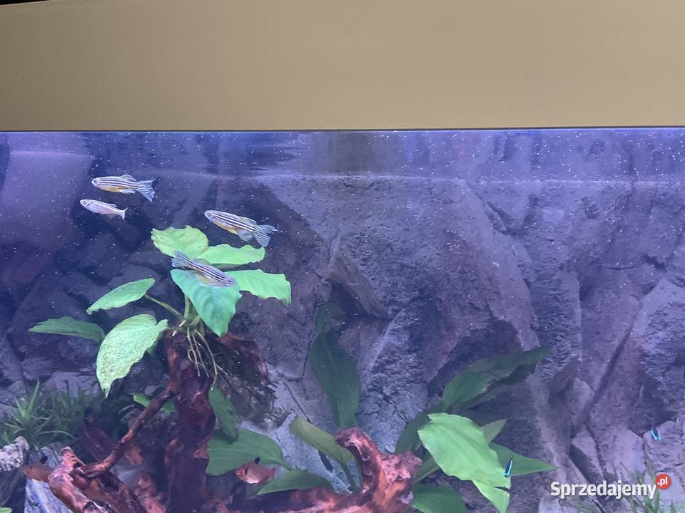 Sprzedam rybki 8 sztuk 30