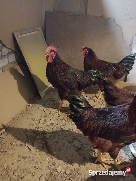 sprzedam młode koguty Karmazyn Rhode Island Red Drób i ptactwo Złotniki Kujawskie