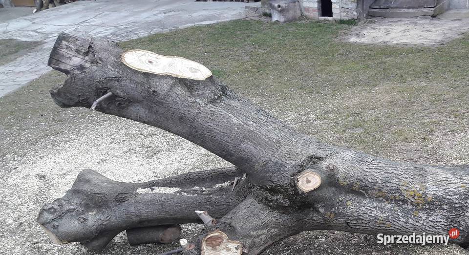 Drzewo orzech włoski pień Łaszczów