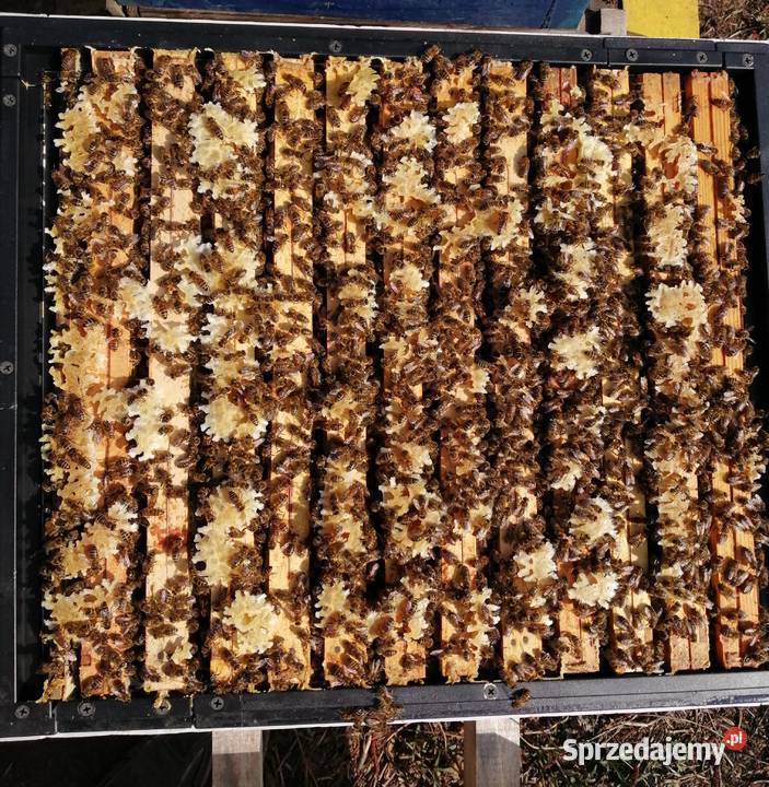 Matki pszczele Nieska Primorski VSH Elgon Tarnów