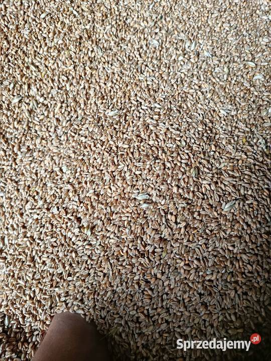 Pszenica pszenżyto sprzedam mazowieckie Nasielsk