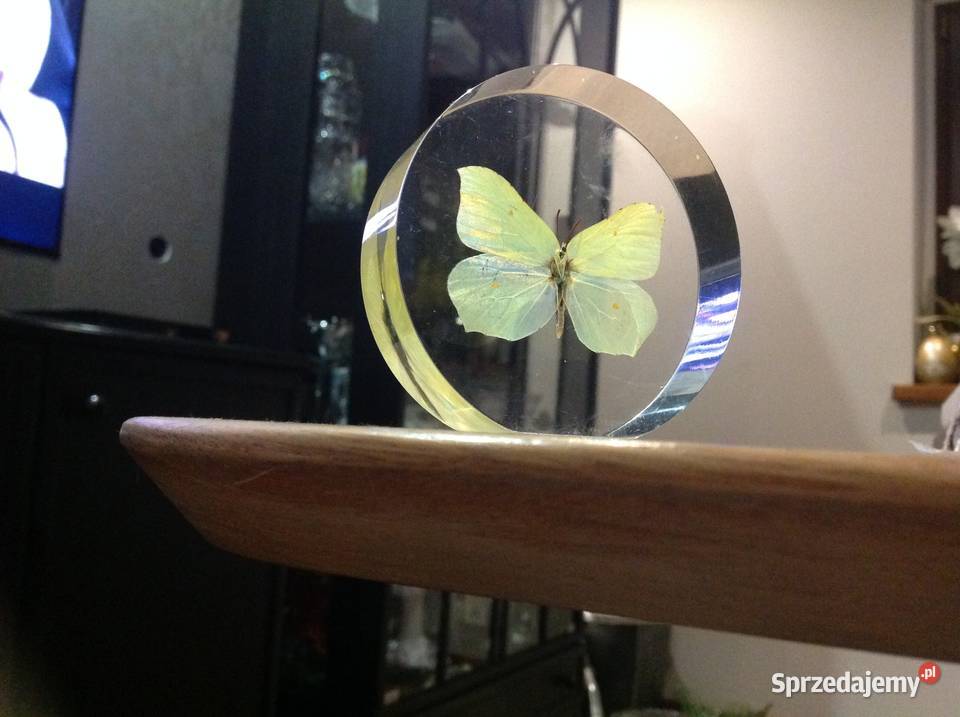 Piękny Motyl w Szkle Dekoracja Latolistek Nowa Sól