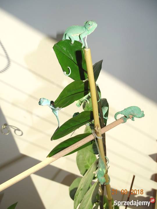 Młode Kameleony jemeńskie Łódź