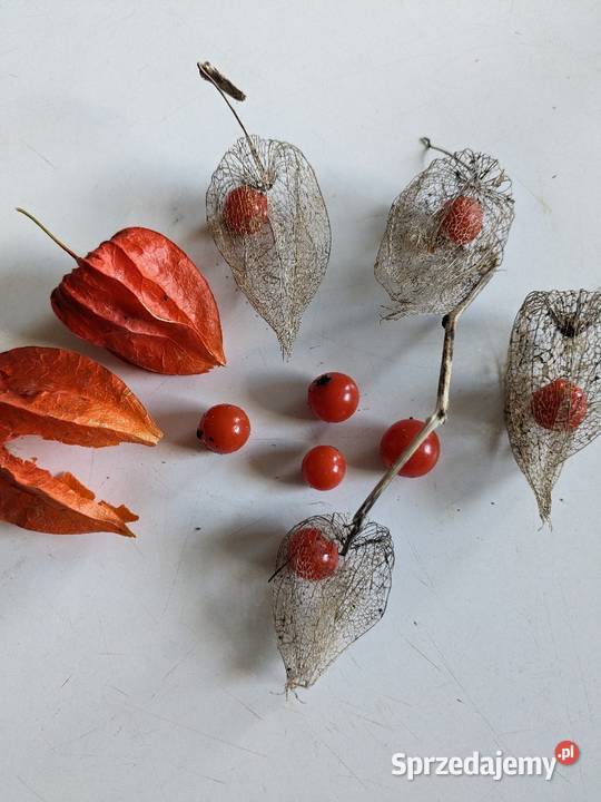 Malwa czarna Nasiona jadalna odmiana