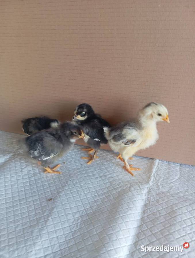 Kurczaki Silverudd Marans Tęczanka Czernichowska Stare Kurowo