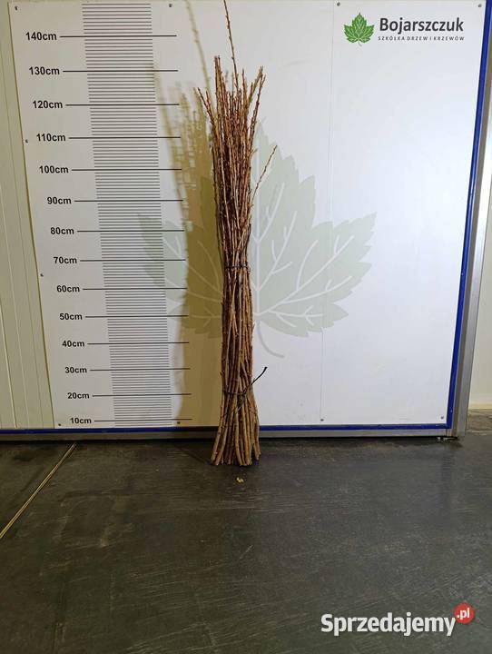 SZTOBRY zrazy patyki KIJE porzeczka czarna Stary Pożóg