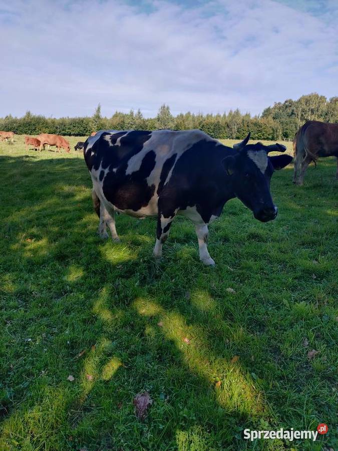 Krowa plus cielak byczek zachodniopomorskie Bobolice