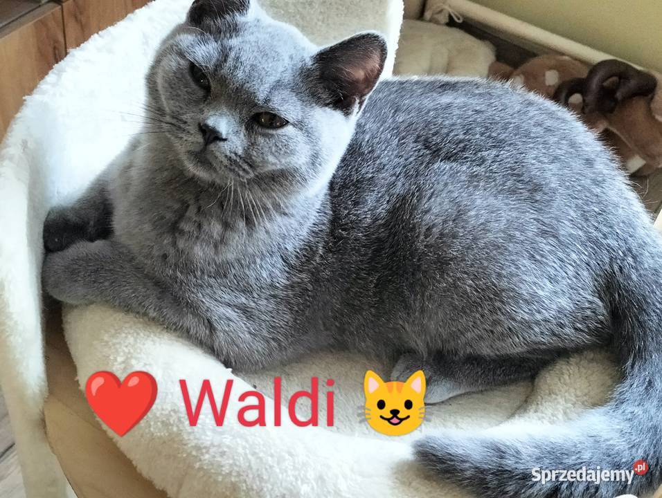 Piękny Waldi Rodowód Międzynarodowy Łódź