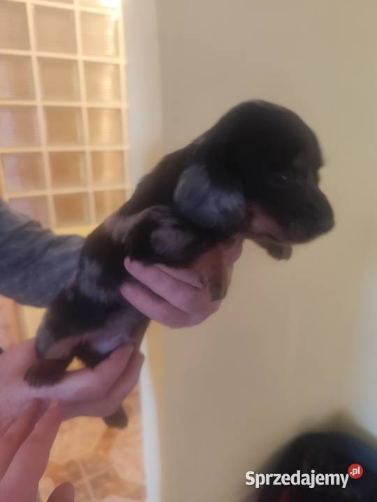 Jamniki krótkowłose i długowłose miniaturowe Baranów