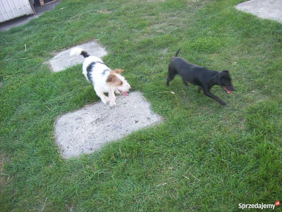 Foksterier jagderrier terier Pozostałe sprzedam