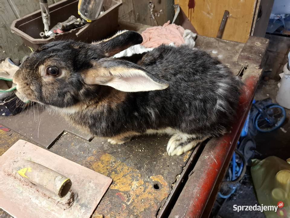 Krolik mieszany samica Frysztak