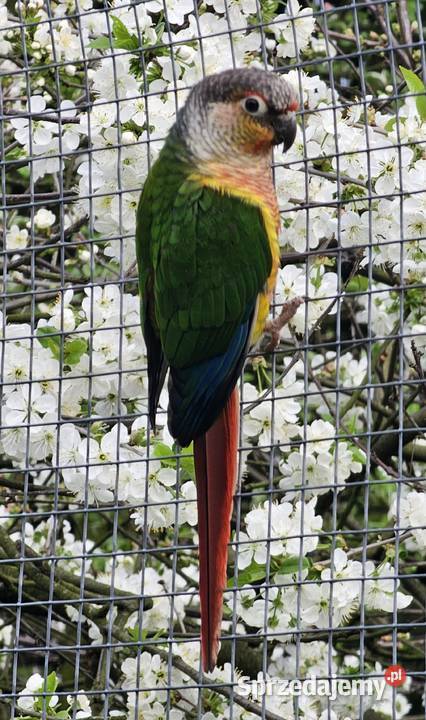 Sprzedam papugi Rudosterkę Ostrów Wielkopolski