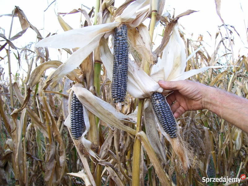 Niebieska kukurydza Blue Hopi na popcorn Brzeziny