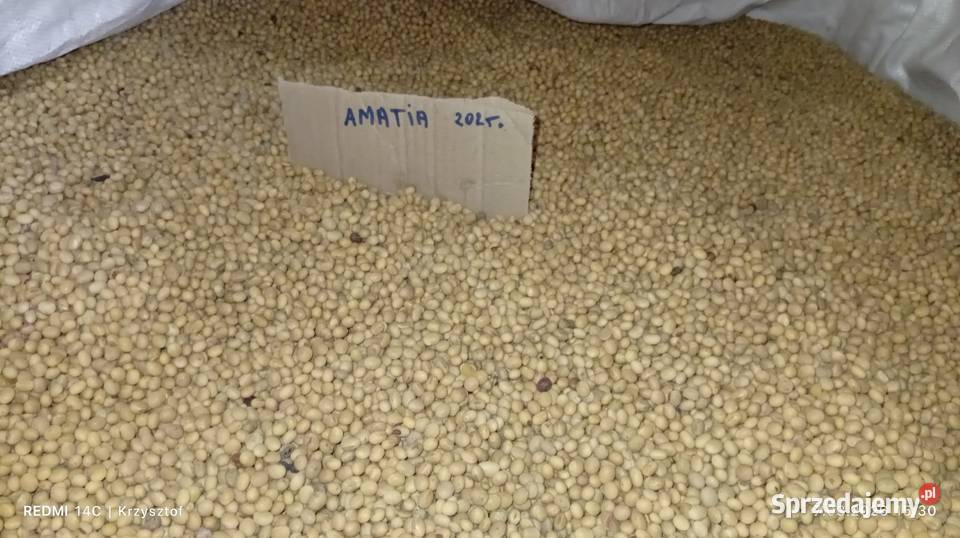 Soja Abaka i Amatia i gryka Zamość