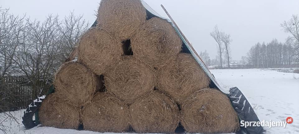 Słoma w belach Abramów