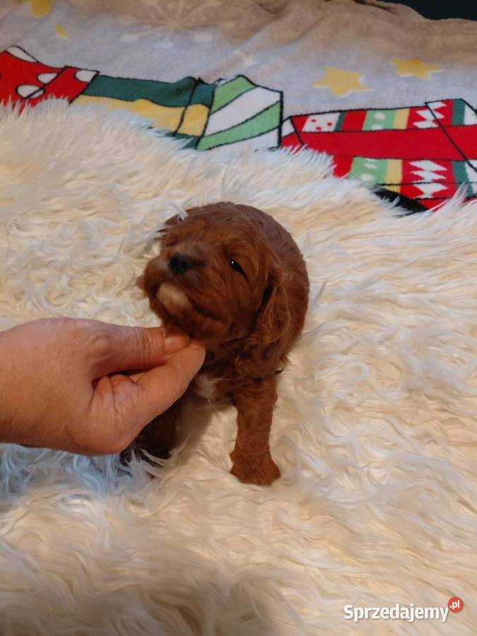 Cavapoo piesek red do rezerwacji Wyszków