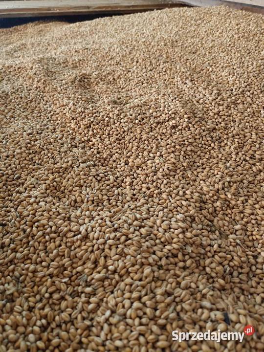 Pszenica 2025 Dynowa Łubno