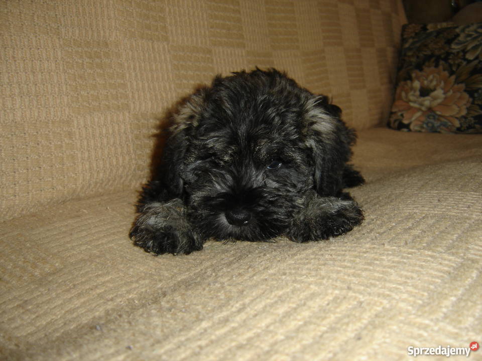 sznaucer miniaturowysznaucer miniatura Gagowy Nowe