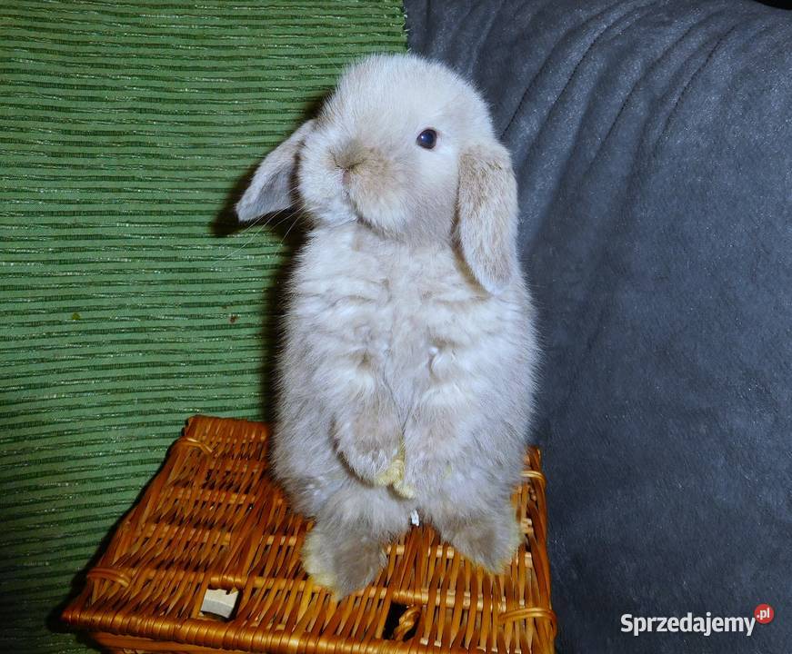 Piękne króliczki Mini Lop Poznań