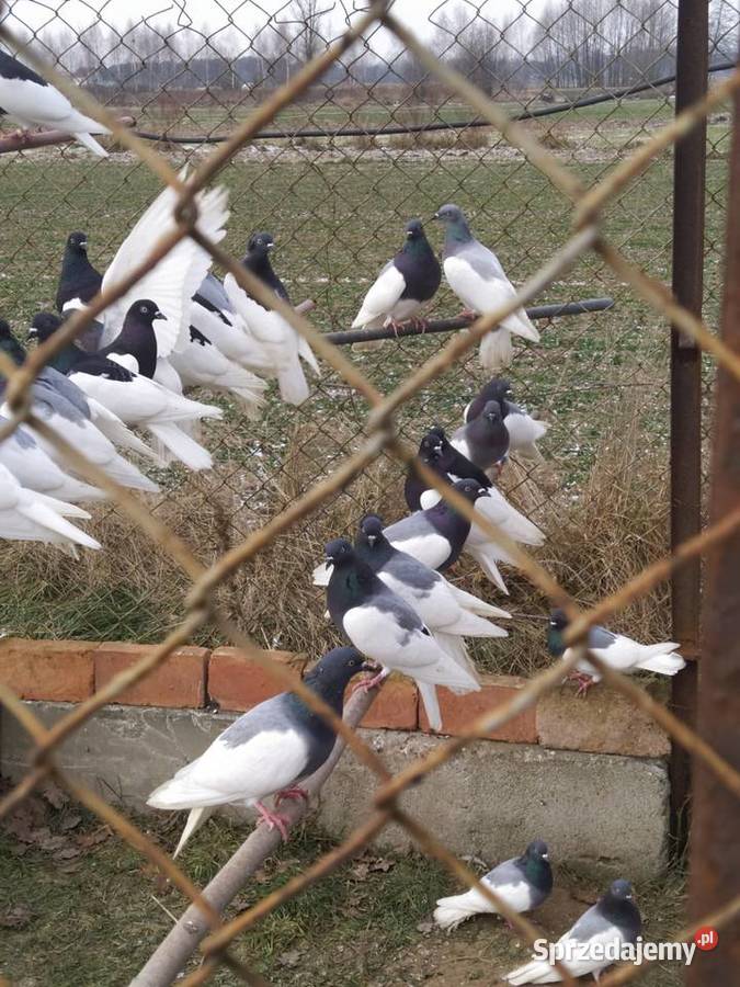 Sprzedam gołębie murzyny Ptaki mazowieckie Warka