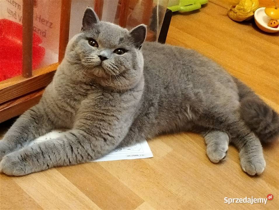 Piękny Waldi już do odbioru Rodowód Łódź