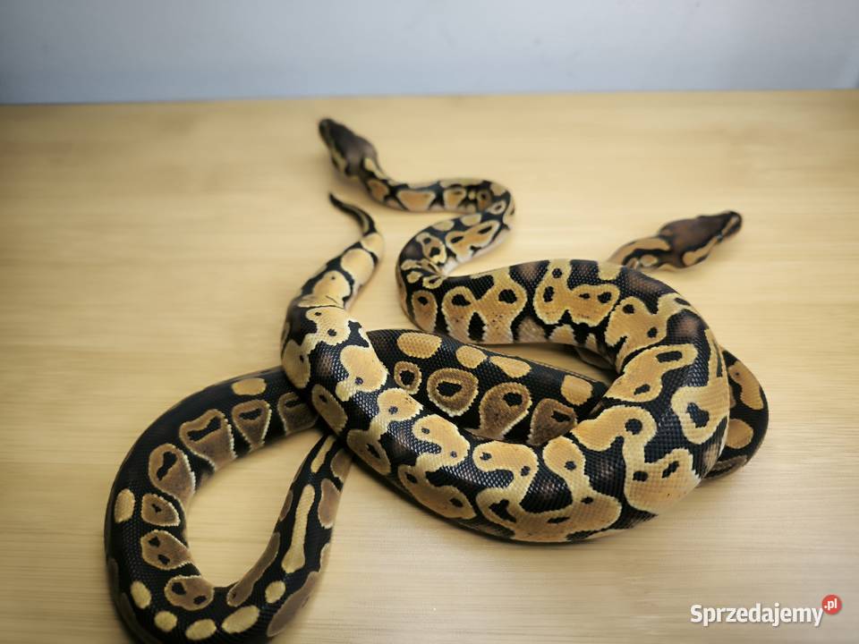 Promocja Pyton królewski Para 2