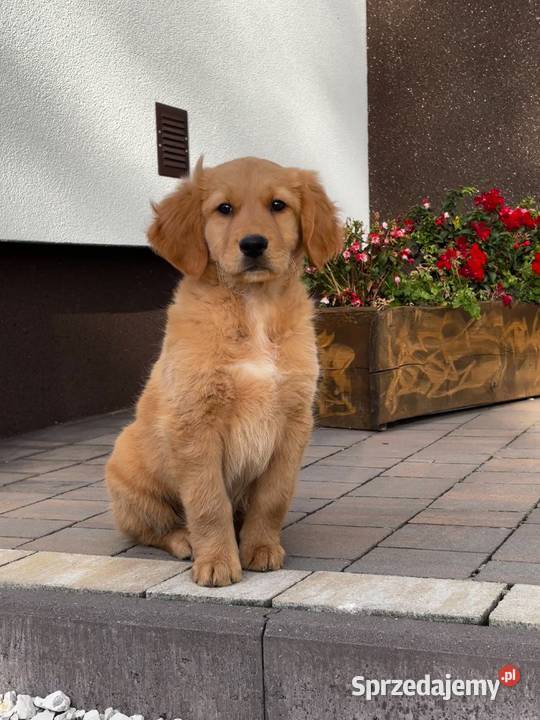 Szczeniaki Golden retriever Kielce