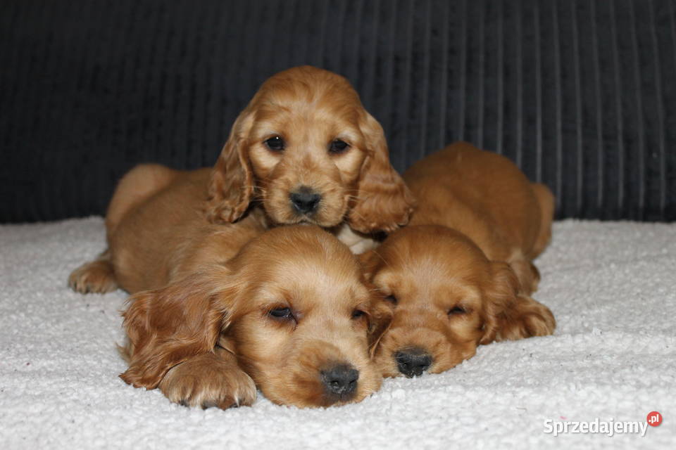Śliczny szczeniak cocker spaniel Radwan