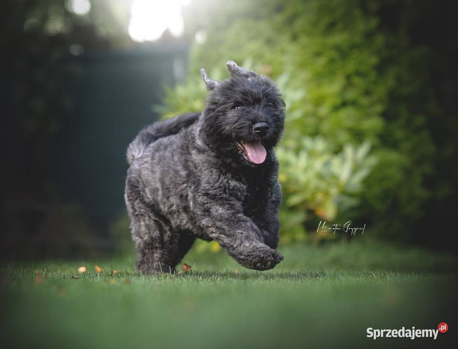 Bouvier des Flandres szczenięta