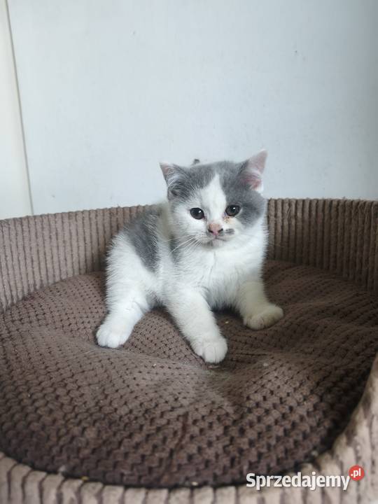 Brytyjski kotka Brytyjski małopolskie Tarnów sprzedam