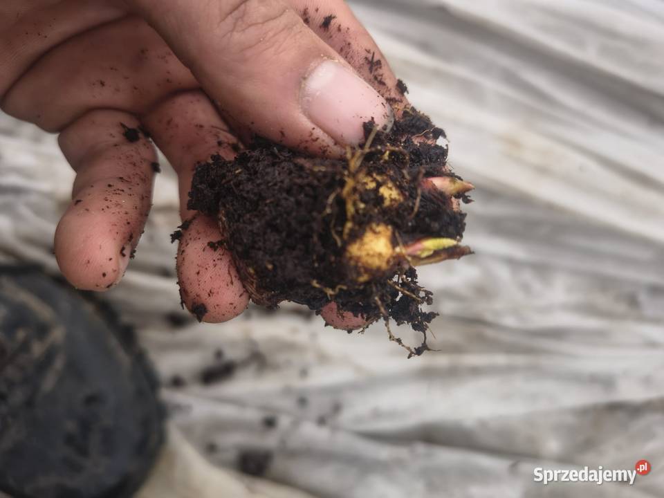 Sadzonki rabarbaru Majdan Ostrowski