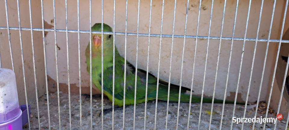 Sprzedam papugi widoczne na zdjęciach Konin sprzedam