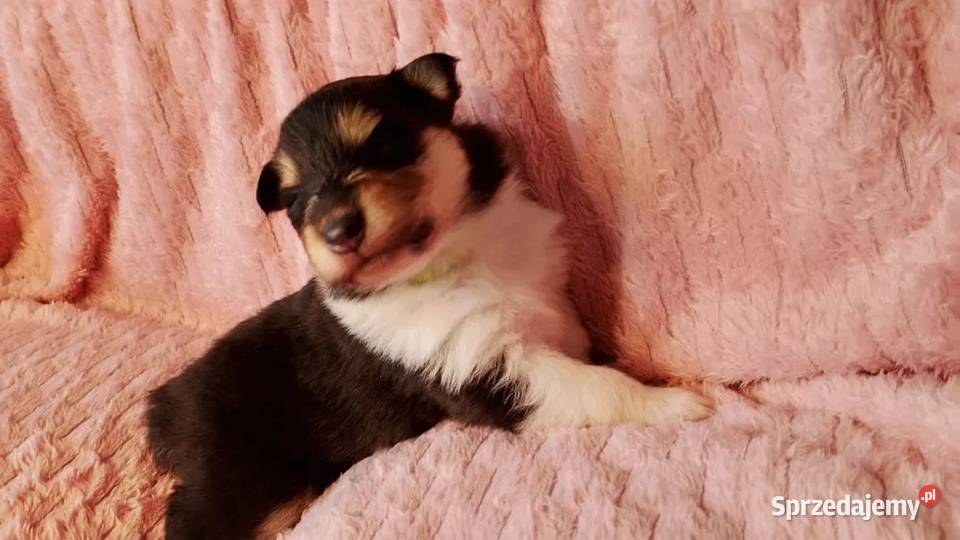 Owczarek Szkocki Collie