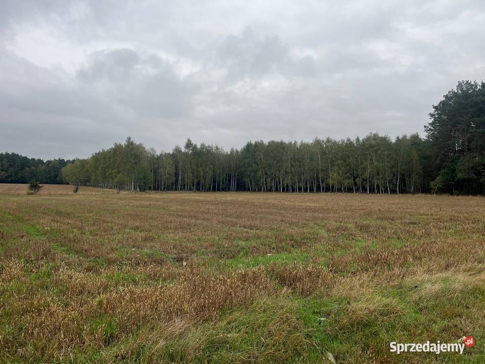 Las sosnowybrzozowy 58000m2 Kodeń