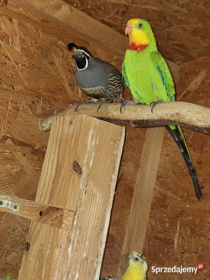 Sprzedam samca barabandy Żory