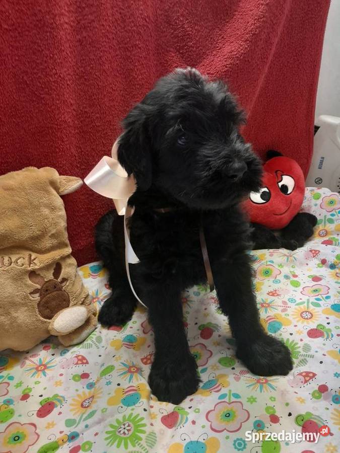 Sznaucer olbrzym szczenięta FCI Rozniszew