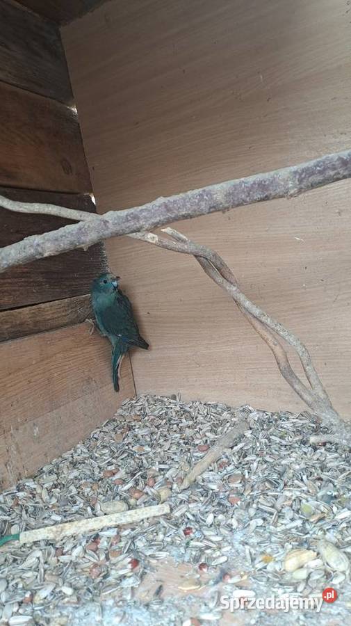 posiadam na sprzedaż papugi kozy małopolskie Wawrzeńczyce