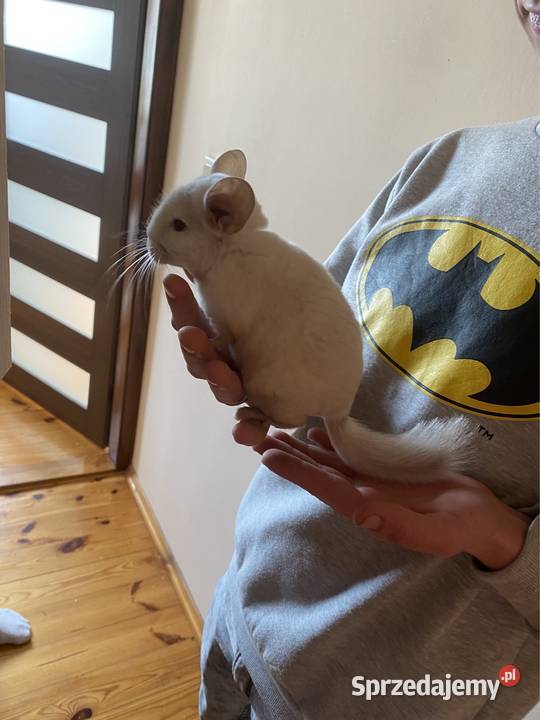 Szynszyla szynszyl szynszyle samczyk light tan Gryzonie Starachowice