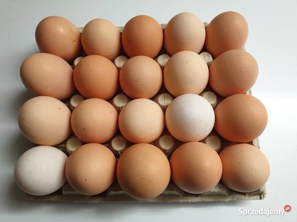 Jajka swojskie z wolnego wybiegu Przydroże Wielkie