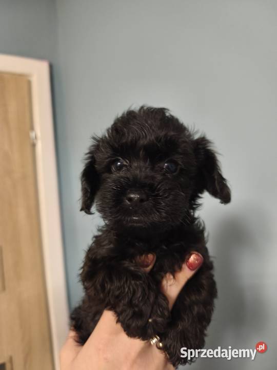 Yorkshire terrier Psary Małe