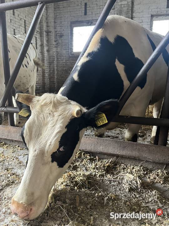 Jałówki wysokocielne Begno