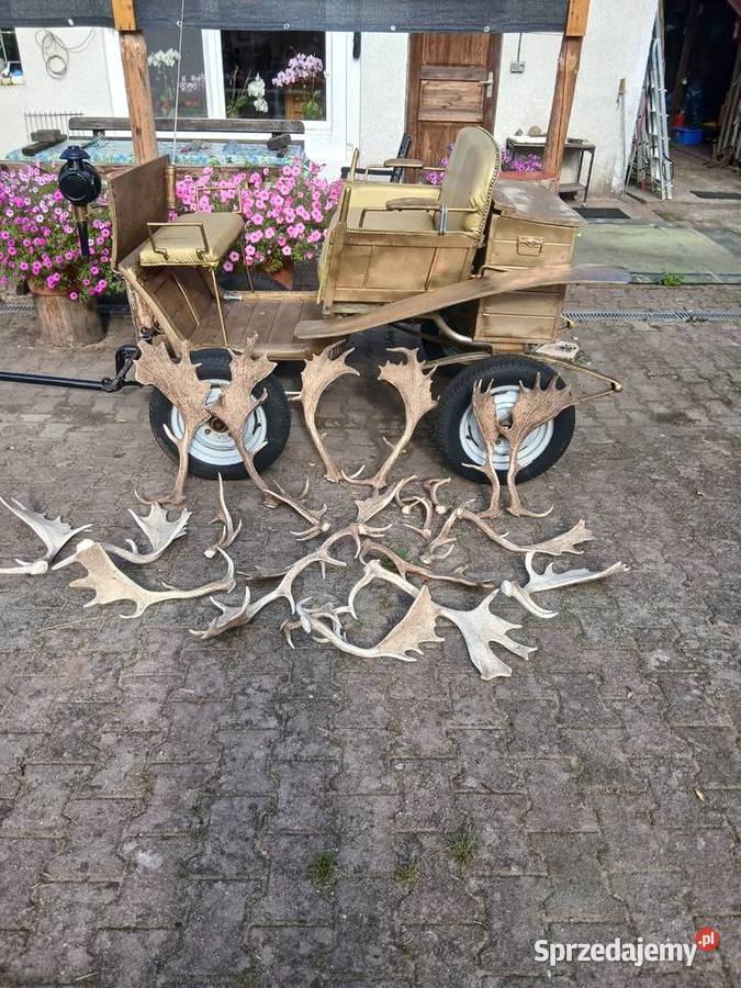 Daniele rogi zachodniopomorskie Kalisz Pomorski