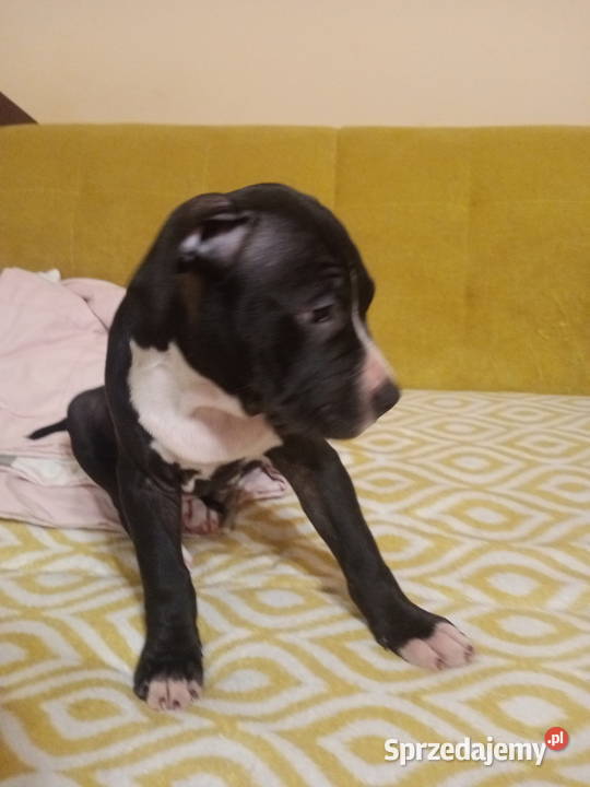 Amstaff piesek 4 miesiące Warszawa