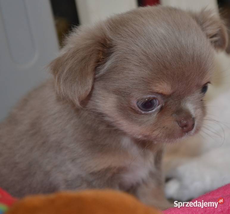 CHIHUAHUA PRZEPIĘKNA DŁUGOWŁOSA SUNIA KOLOR Chihuahua Warszawa