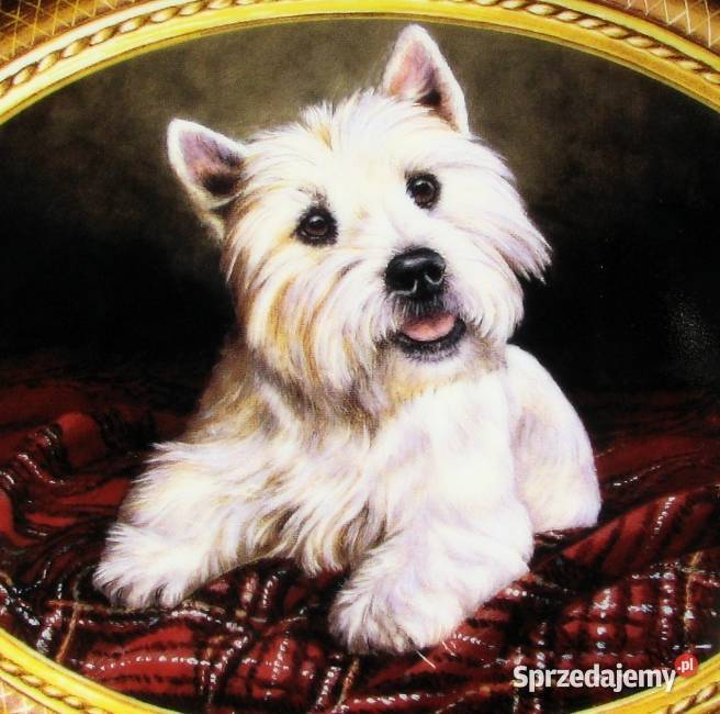 BIAŁY TERIER patera obrazek Master Tartan NIGEL Koszalin
