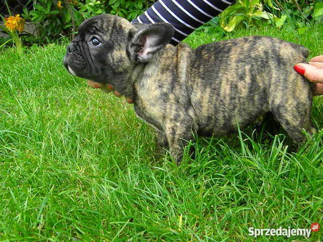 Buldog Francuski śliczny piesekz metryką ZKwP Śrem